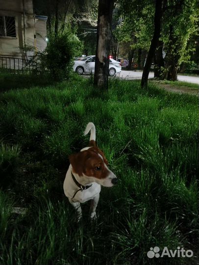 Вязка кобель Джек рассел