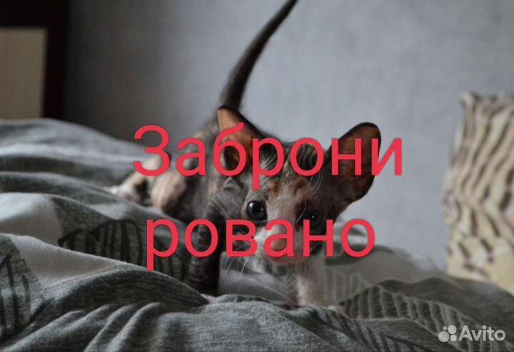 Котята сфинкс