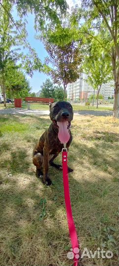 Питбуль прайтер