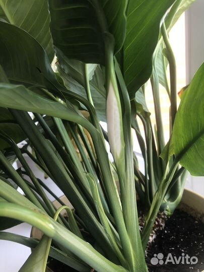 Спатифиллум