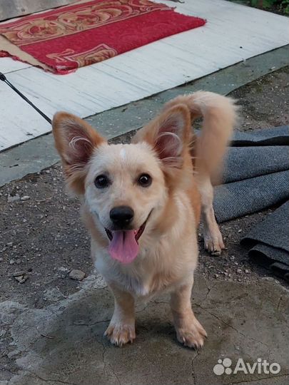 Собака в добрые руки отдам бесплатно