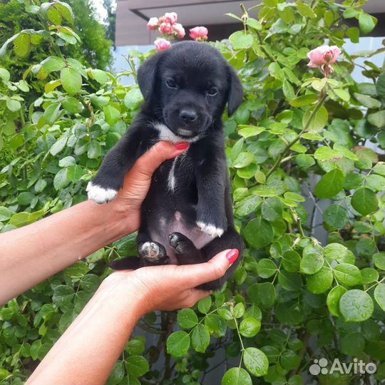 Щенки от низкорослой собаки