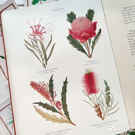 Старинная книга с ботаническими иллюстрациями