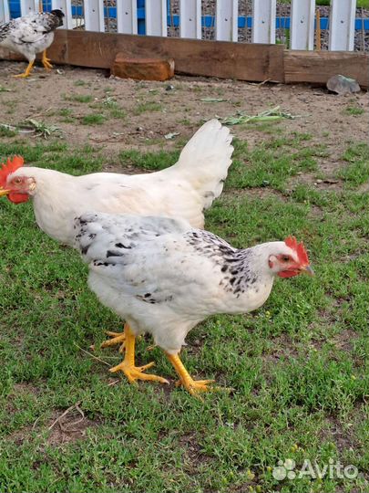 Домашние животные