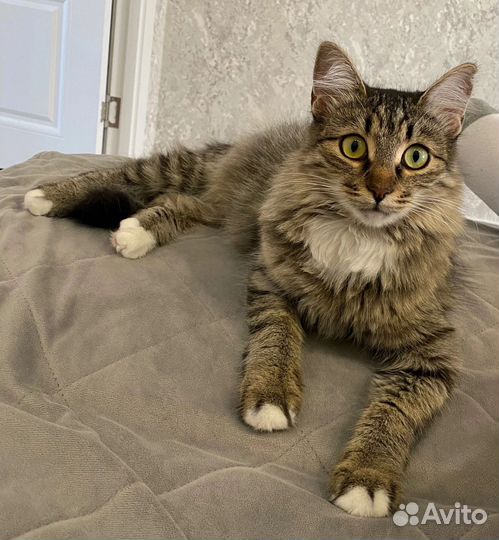 Кошка в добрые руки