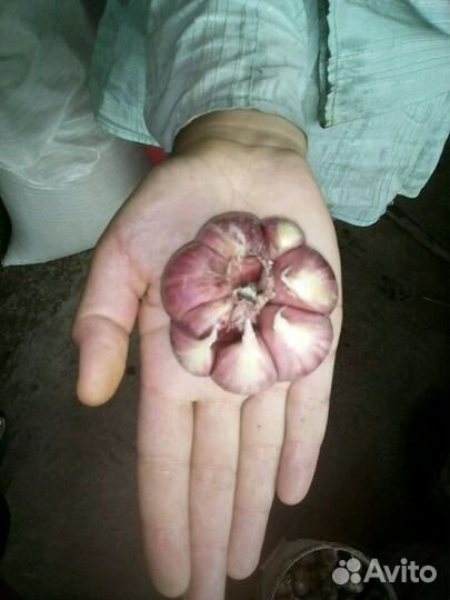 Чеснок зимний очень крупный