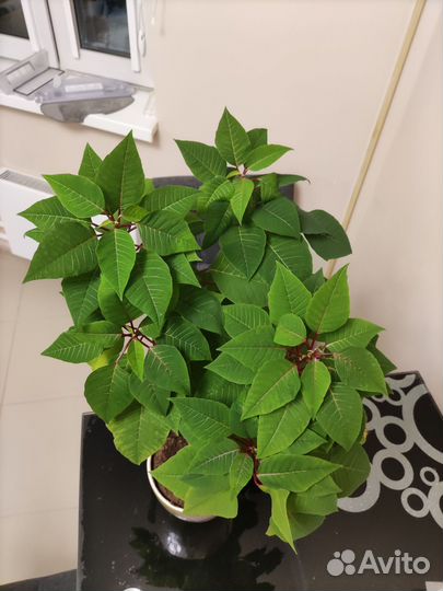 Комнатное растение Пуансеттия