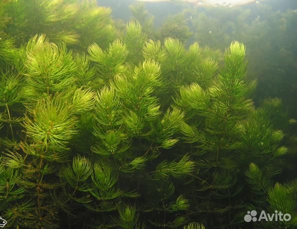 Продам роголистник