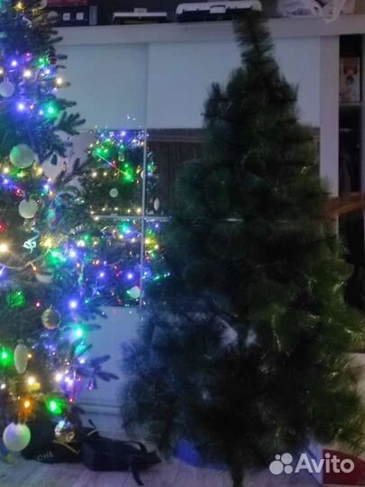 Сосна новогодняя