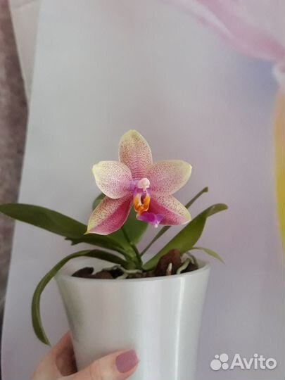 Ароматная орхидея лиодоро, цветет сейчас