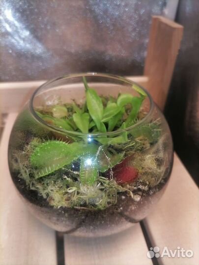 Флорариумы с растениями - хищниками и суккулентами