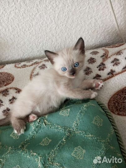Кошка в дар бесплатно