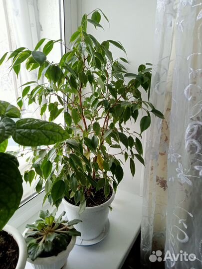 Фикус бенджамина