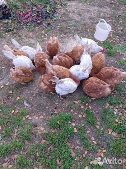 Куры несушки