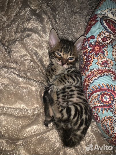 Бенгальские котята богатыри