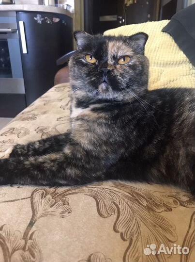 Экзотическая