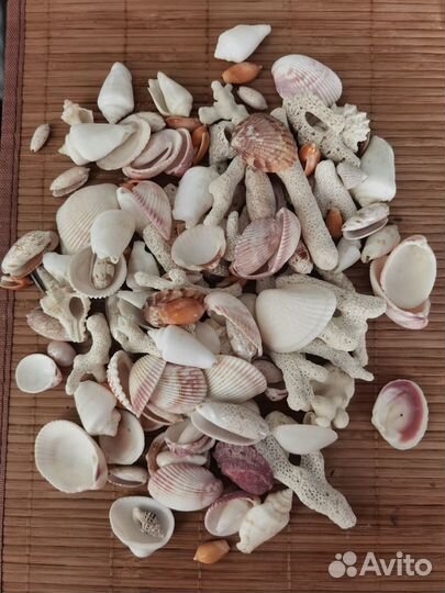 Набор морских ракушек кораллы