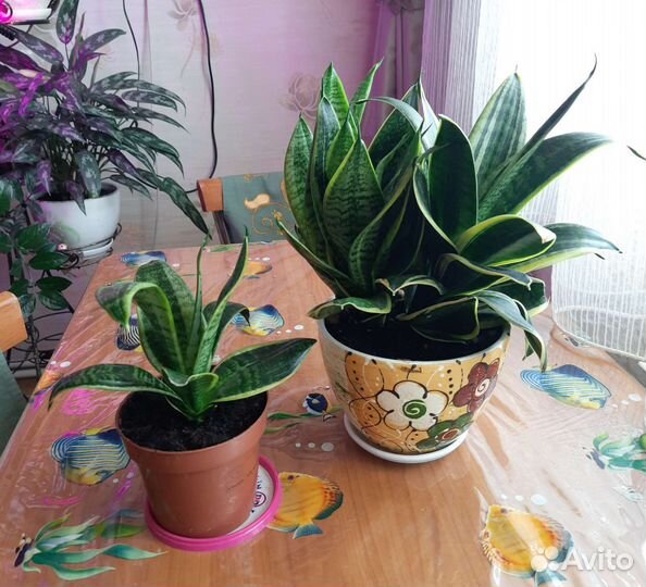 Сансевиерия сортовая