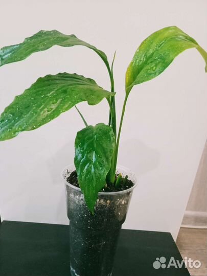 Спатифиллум, комнатные растения