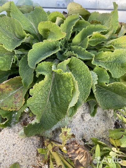 Наперстянка