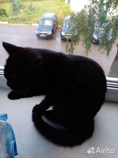 Котик и кошечка в дар