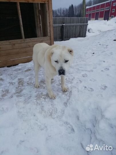 Продам щенка алабая