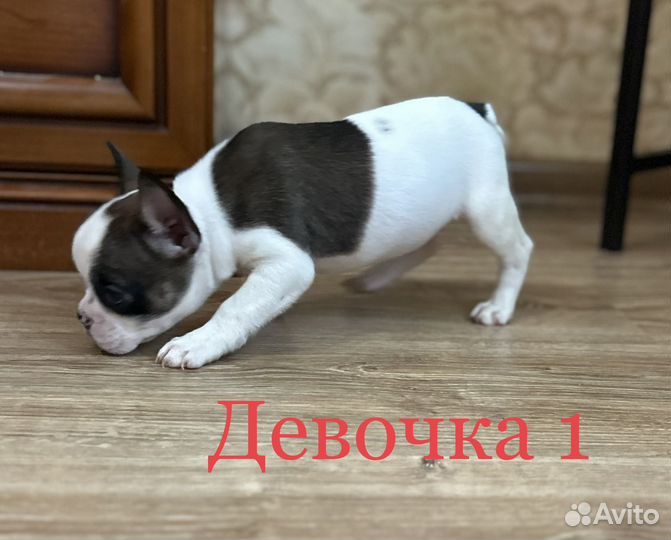 Французский бульдог щенки