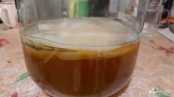 Чайный гриб комбуча для похудения