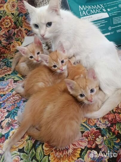 Отдам котят