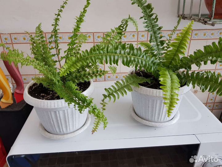 Папоротник