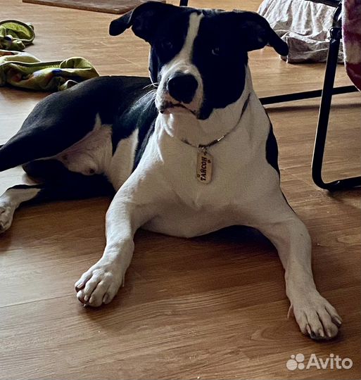 Собака (Вязка)