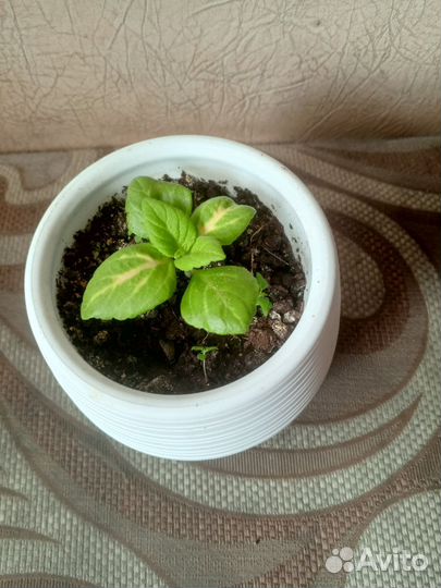 Комнатные цветы