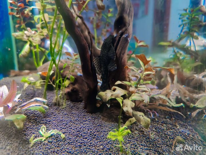 Сом Анциструс