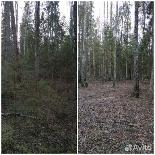 Кронирование, спил деревьев, кустарников дробилка