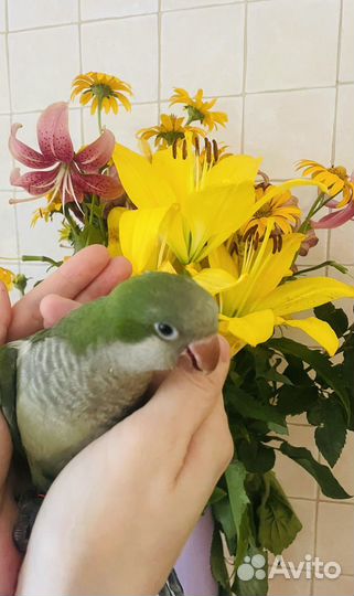Попугай монах калита квакер