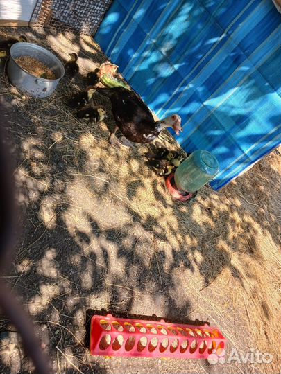 Утка с утятами