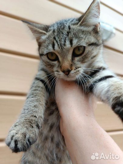 Очень добрые и полезные котята в добрые руки