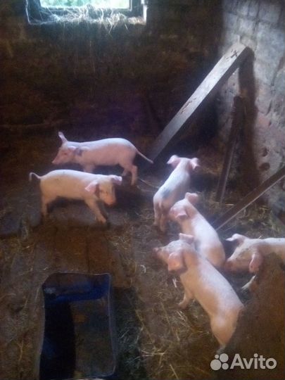Поросята