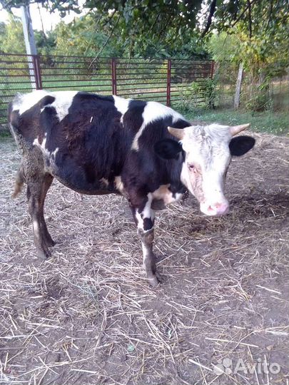 Бычки и телята