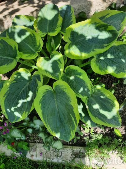 Хоста растение