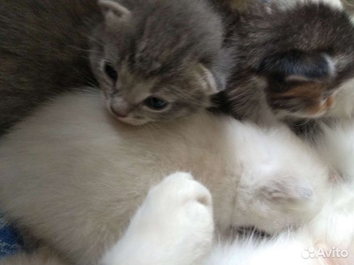 Котята в добрые руки
