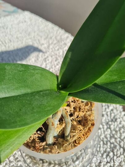 Орхидея фаленопсис пелорик трилипс 