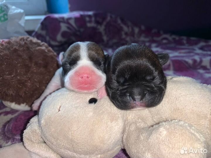 Мини французики