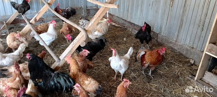 Породистые петушки на племя