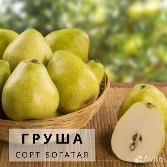Саженцы Груши нежность