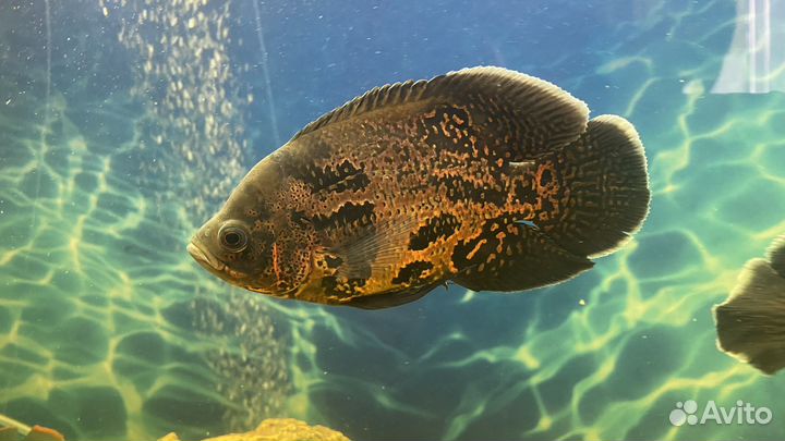 Аквариумные рыбки