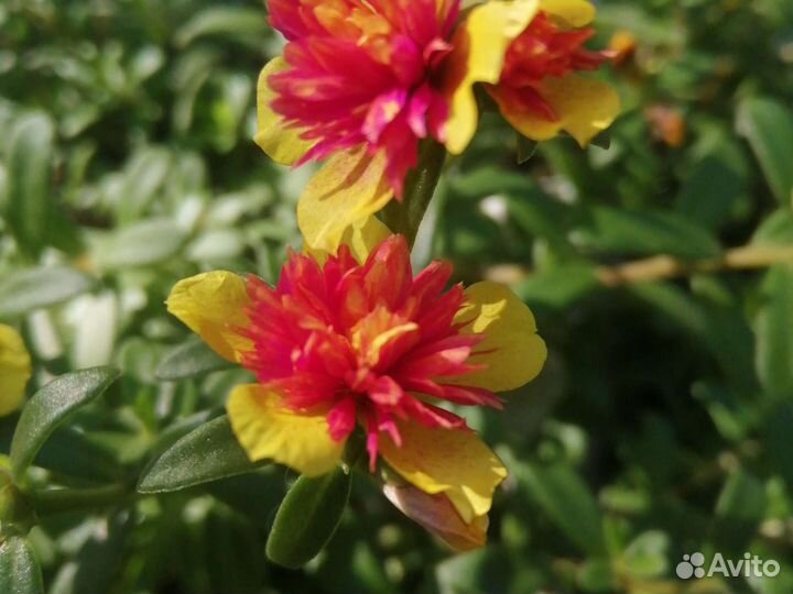 Портулак вегетативный. Махровый ампельный