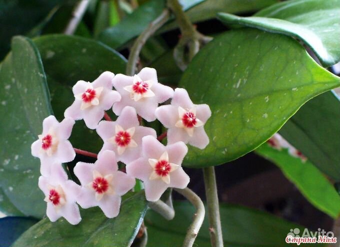 Хойя Монстера Тещин язык