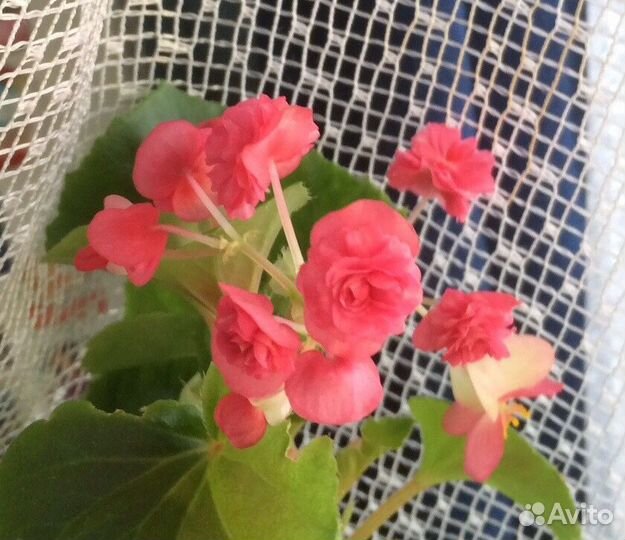 Бегония вечноцветущая