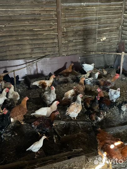 Молодые петушки